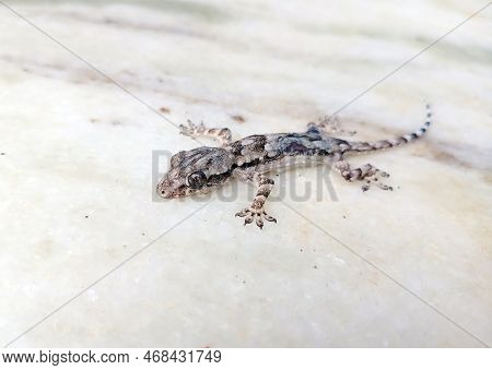 House Lizard On The Wall. Close-up. Selective Focus.