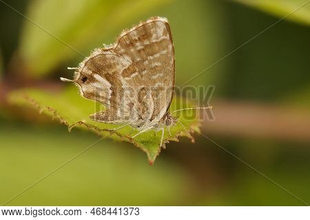 Natural Closeup On The Mediterranean Geranium Bronze Butterfly, Cacyreus Marshalli On A Green Leaf