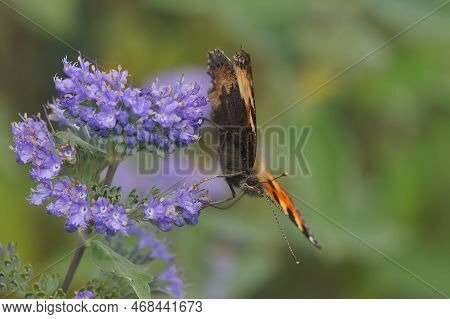 Natural Closeup On The Colorful Small Tortoiseshell Butterfly, Aglais Urticae, Sitting On A Blue Flo
