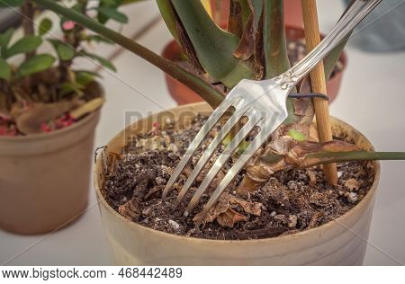 Loosening With A Table Fork The Soil Of A Houseplant In A Flower Hill. Close-up
