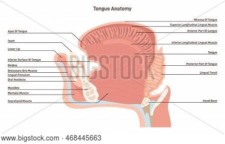 Anatomy Of The Mouth And Tongue Side View. Muscular Organ With Papillae