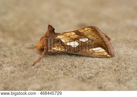 Closeup On The Colorful Goldspot Owlet Moth, Plusia Festucae, Sitting On A Stone