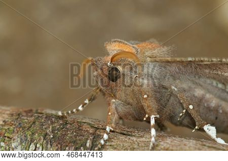 Detailed Closeup On The Herald Owlet Moth, Scoliopteryx Libatrix, Sitting On Wood
