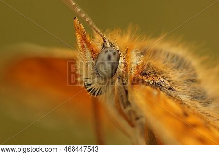 Extrema Facial Close-up On The Head Of The Mediterranean Blue-eyed Knapweed Frittillary, Melitaea Ph