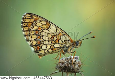 Natural Closeup On The Mediterranean Blue-eyed Provincal Fritillary Butterfly,melitaea Deione, Sittn