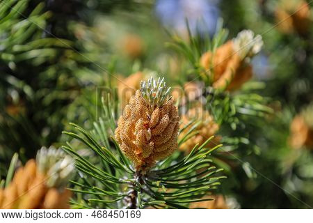 Blossom Of Pinus Mugo. Male Pollen Producing Strobili. New Shoots In Spring Of Dwarf Mountain Pine. 
