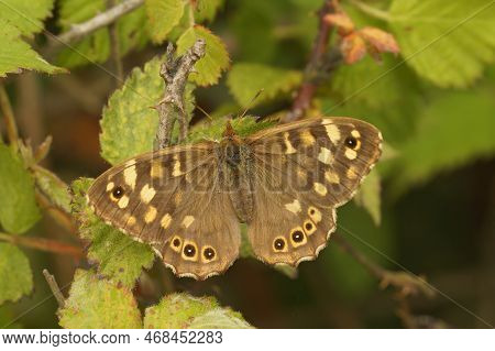 Detailed Closeup On The Hairy, Brown Speckled Wood Butterfly, Pararge Aegeria Sitting With Spread Wi