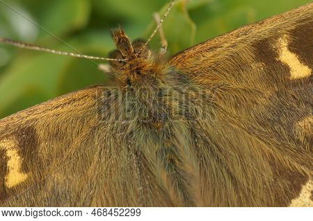 Detailed Extreme Closeup On The Hairy, Brown Speckled Wood Butterfly, Pararge Aegeria Sitting With S