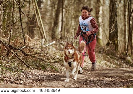 Svetly, Russia - 04.17.2022 - Running Siberian Husky Sled Dog In Harness Pulling Young Girl On Autum