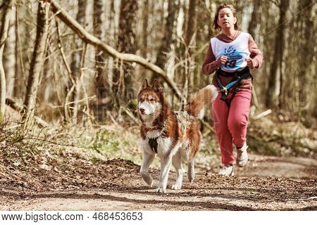 Svetly, Russia - 04.17.2022 - Running Siberian Husky Sled Dog In Harness Pulling Young Girl On Autum