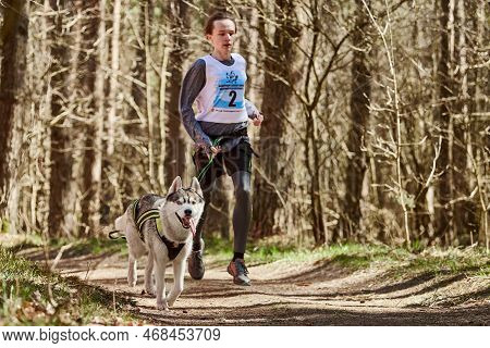 Svetly, Russia - 04.17.2022 - Running Siberian Husky Sled Dog In Harness Pulling Man On Autumn Fores