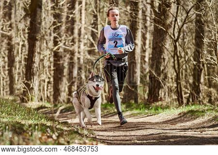 Svetly, Russia - 04.17.2022 - Running Siberian Husky Sled Dog In Harness Pulling Man On Autumn Fores