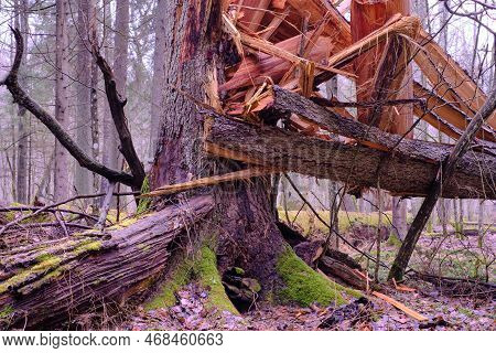 Wind Broken Spruce In Foreground And Second One In Background In Water Lying. Springtime Natural Mix