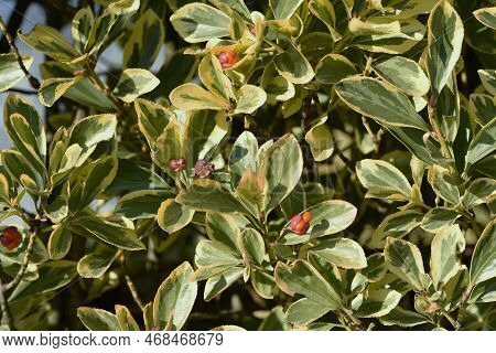 The Variegated Leaf Japanese Spindle Tree Hedge And Berries. Celastraceae Evergreen Shrub. Many Flor