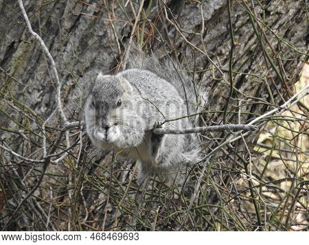 A Delmarva Peninsula Fox Squirrel Feeding On Greenbrier Berries At The Chincoteague Island, National