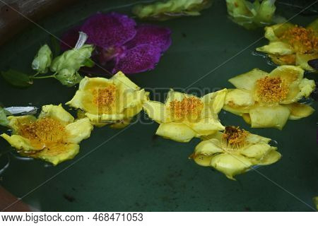 Yellow Camellia ( Camellia Chrysantha ) Flowers. Theaceae Evergreen Shrub Native To China And Vietna