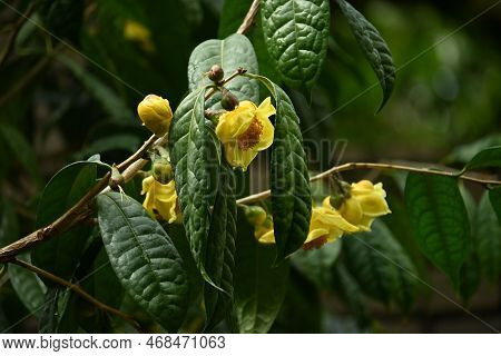 Yellow Camellia ( Camellia Chrysantha ) Flowers. Theaceae Evergreen Shrub Native To China And Vietna