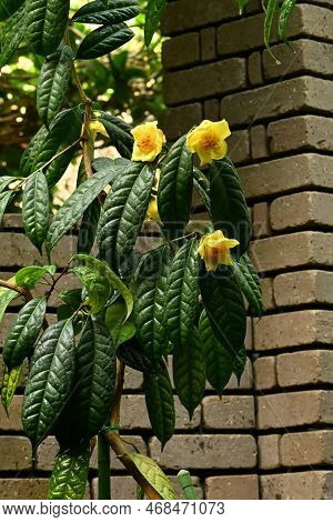 Yellow Camellia ( Camellia Chrysantha ) Flowers. Theaceae Evergreen Shrub Native To China And Vietna