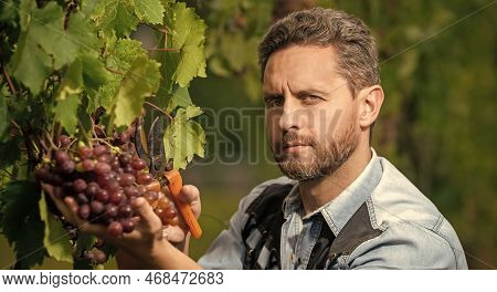 Portrait Of Man Harvester On Summer Harvest. Enologist With Garden Scissors.