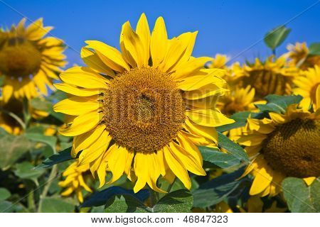 Zonnebloemen In het veld