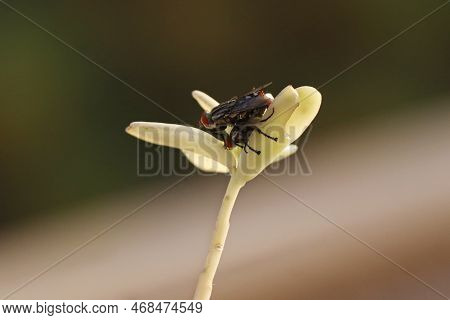 A Mating Pair Of House Flies (helina Evecta) ,selective Focus, Macro Photography