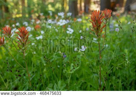 Paintbrush And Monkeyflowers Dot An Alpine Meadow In Yosemite Mountains