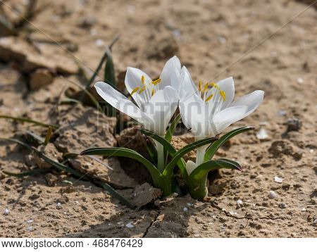 Flowering Of Colchicium (lat. - Colchicum Ritchii) In The Winter In The Negev Desert