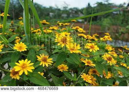 Beauty Spring Flower Melampodium Divaricatum Or Yellow Butter Daisy, Green Leaves In The Garden