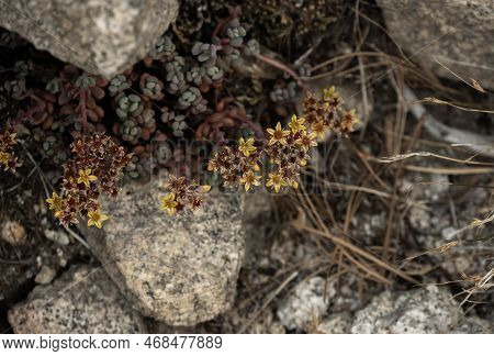 Stonecrop Flowers Pop Out From Under Granite Boulders In Yosemite National Park