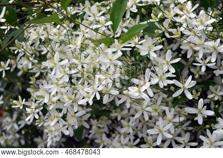 Beautiful Clematis Armandii Also Called As Armand Clematis Or Evergreen Clematis, Clematic Vitalba, 