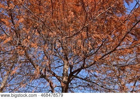 Bald Cypress ( Taxodium Distichum ) Tree In Winter. Leaves And Nuts. Cupressaceae Deciduous Conifer 