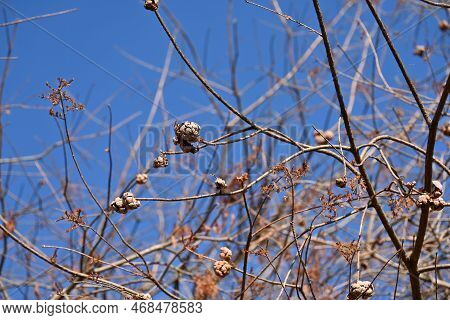 Bald Cypress ( Taxodium Distichum ) Tree In Winter. Leaves And Nuts. Cupressaceae Deciduous Conifer 