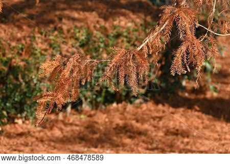Bald Cypress ( Taxodium Distichum ) Tree In Winter. Leaves And Nuts. Cupressaceae Deciduous Conifer 