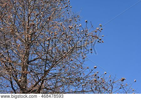 Bald Cypress ( Taxodium Distichum ) Tree In Winter. Leaves And Nuts. Cupressaceae Deciduous Conifer 