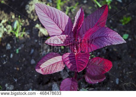 Amaranthus Viridis, Amaranthaceae Red Leaves Vegetable Fresh In Garden, Nature Food Background. Amar