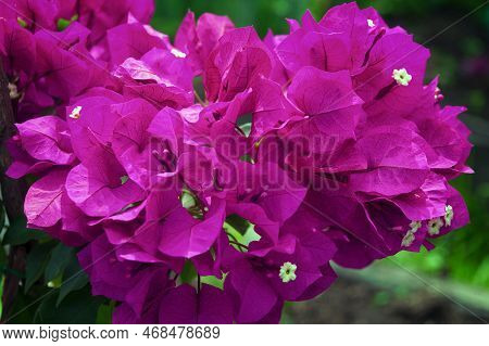 Bougainvillea Flowers And Bougainvillea Plant Tree In Summer Season. This Bougainvillea Flowers Are 