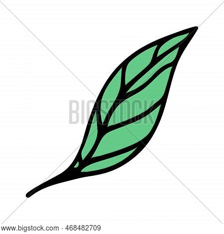 Green Summer Leaf Vector Icon. Hand Drawn Cartoon Doodle Isolated On White. Veined Birch Or Elm Foli