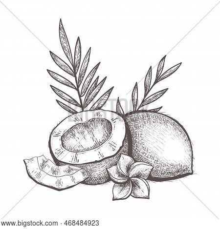 Coconut Engraving. Retro Hand Drawn Woodcut Etching Coconuts On White, Old Engraved Cocos Nuts Isola