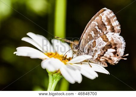 Sommerfugl