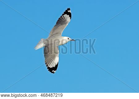 A Hartlaubs Gull (larus Hartlaubii)  In Flight With Open Wings Against A Blue Sky, South Africa