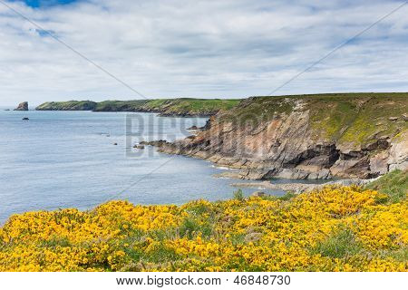 Wales pobřežních scény na Skomer ostrově Pembrokeshire, oblasti známé pro volně žijící živočichy