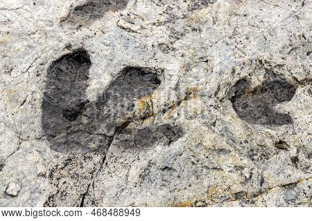 Fossilized Dinosaur Tracks At Dinosaur Ridge Park In Morrison, Colorado
