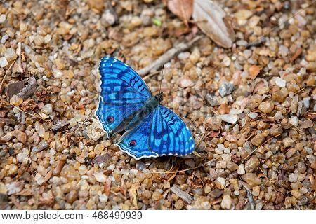 Junonia Rhadama, The Brilliant Blue, Endemic Butterfly In The Family Nymphalidae. Zombitse-vohibasia