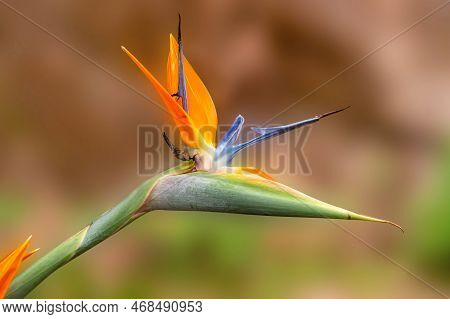 Strelitzia Reginae, Commonly Known As The Crane Flower, Bird Of Paradise, Or Isigude In Nguni, Is A 