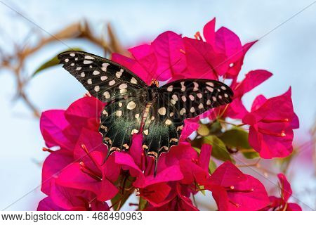 Pharmacophagus Antenor, The Madagascar Giant Swallowtail, Endemic Butterfly From The Family Papilion