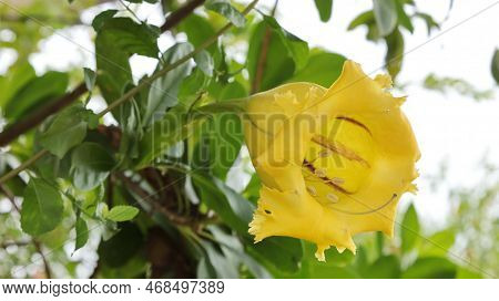 Yellow Thorn Apple Flower. Closeup Of Blooming Yellow Thorn Apple (datura Metel L.), Apple Of Peru, 