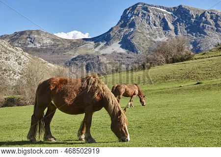 Horses In A Green Valley. Castilla Y Leon Landscape. Spain