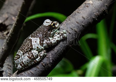 Amazon Milk Frog On Branch - Trachycephalus Resinifictrix