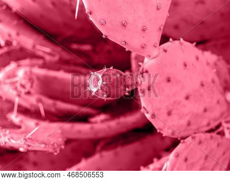Red Cactus Fruit Close Up Prickly Pear, Opuntia. Natural Background Pink Vviva Magenta Trendy Colr P