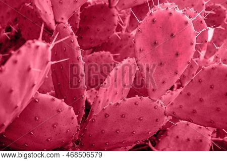 Red Cactus Close Up Prickly Pear, Opuntia. Natural Background Pink Vviva Magenta Trendy Colr Poster 